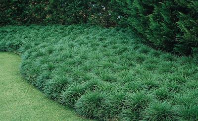 Ophiopogon japonicus